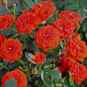 ORANGE BABYFLOR®